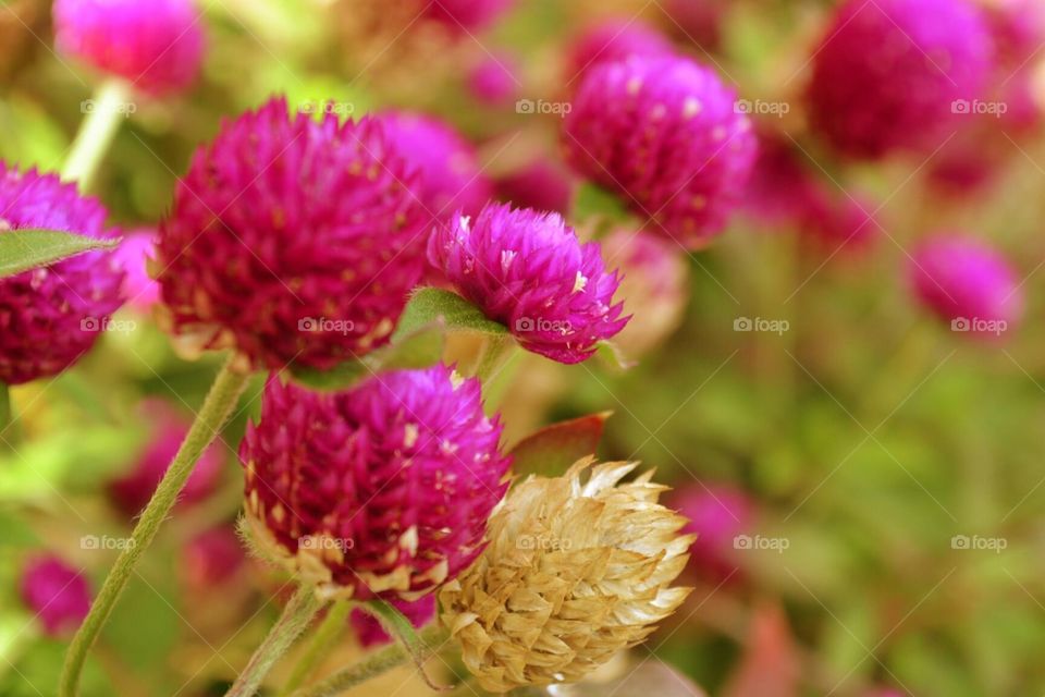 Closeup of flowers