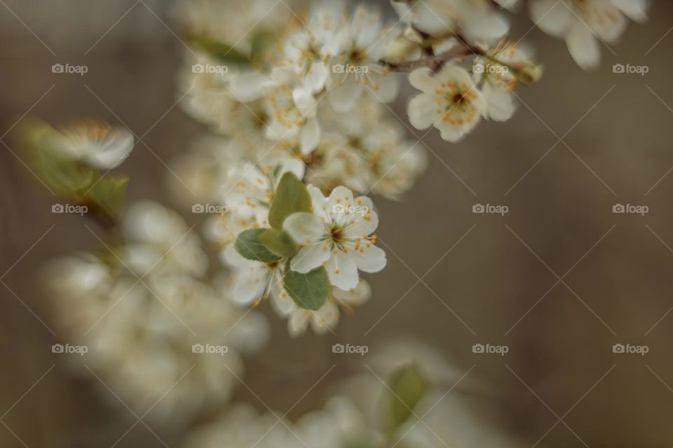 Cherry tree blossom, macro, soft focus 