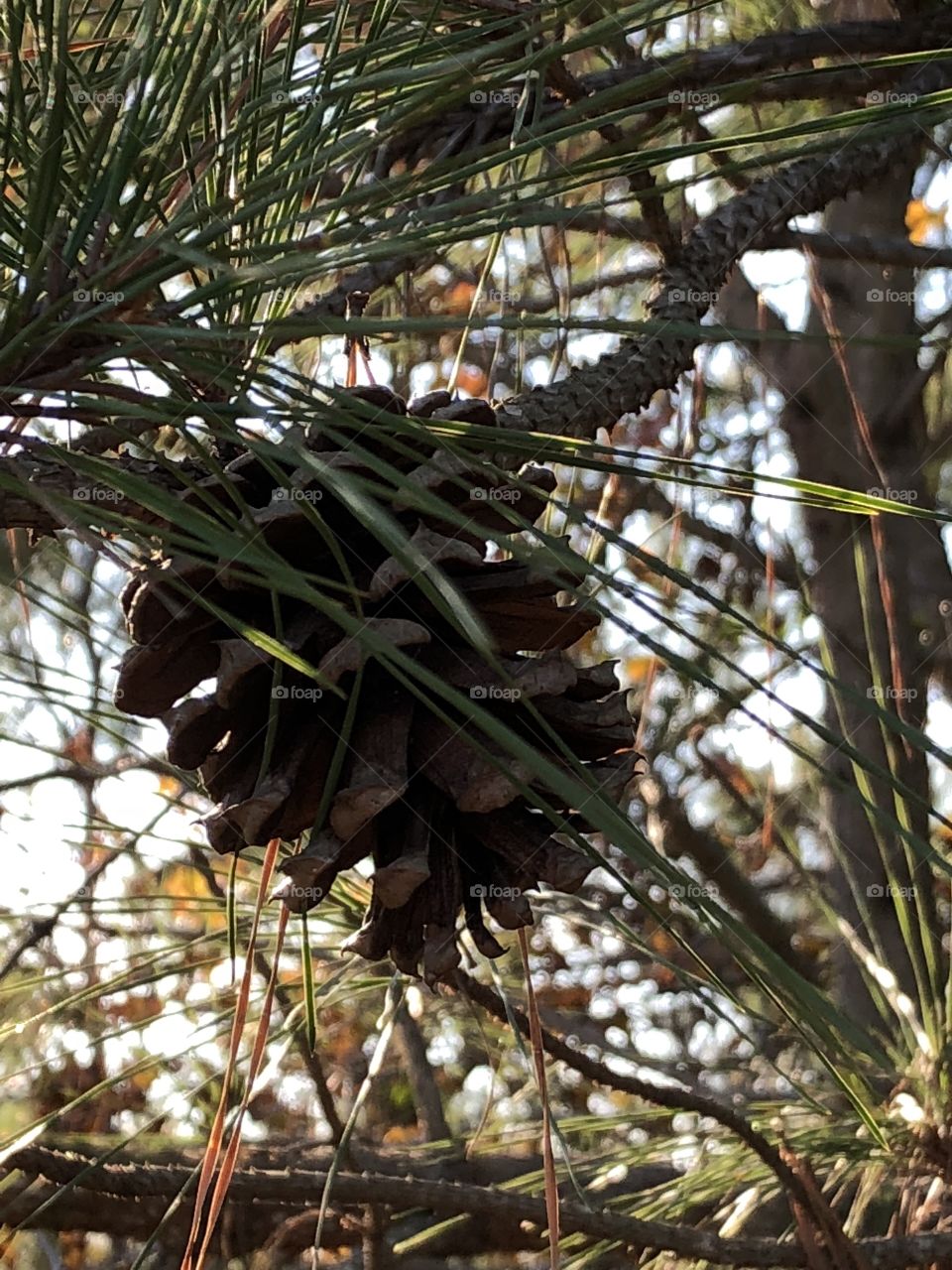 Pinecone on a branch