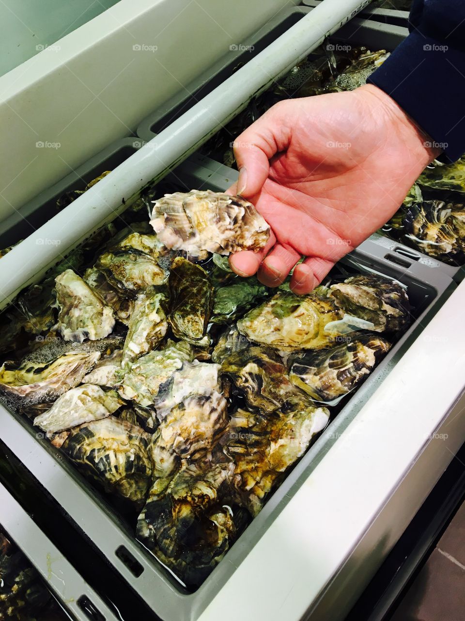 Human hand holding fresh Oysters