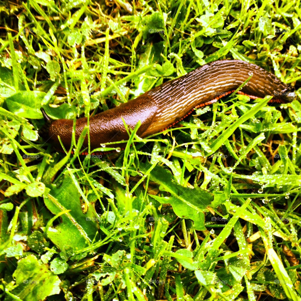 green nature grass slug by rob_hawke