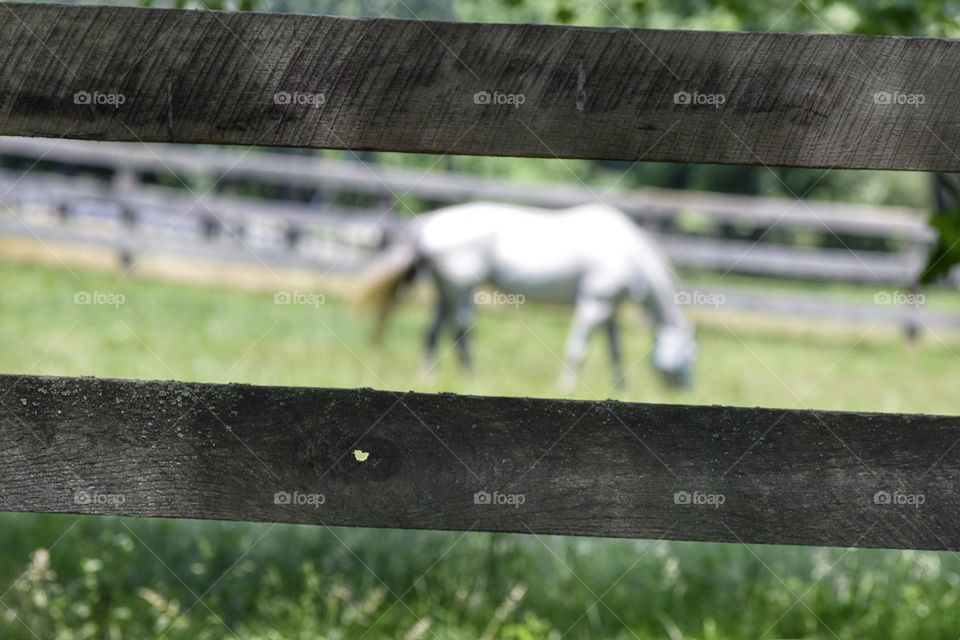 Blurred White Horse