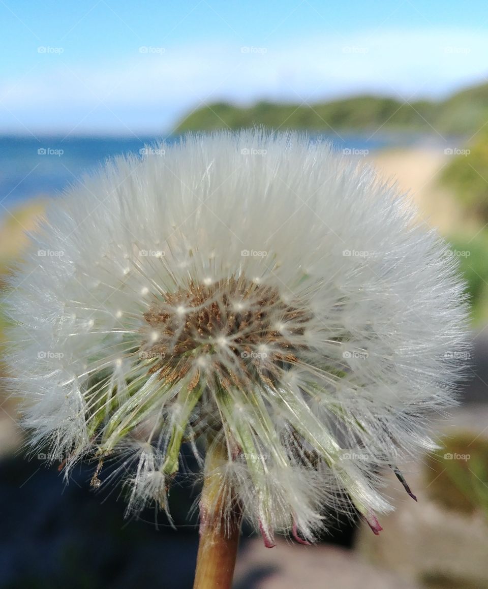 pusteblume Löwenzahn Blume strand küste Wasser Wünsche flower Samen