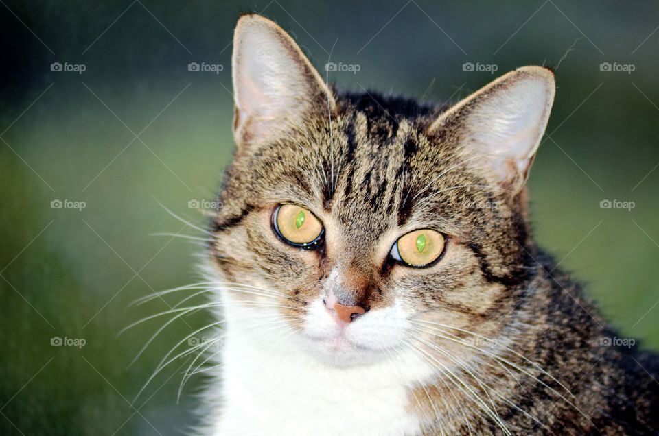 Portrait of the cat.