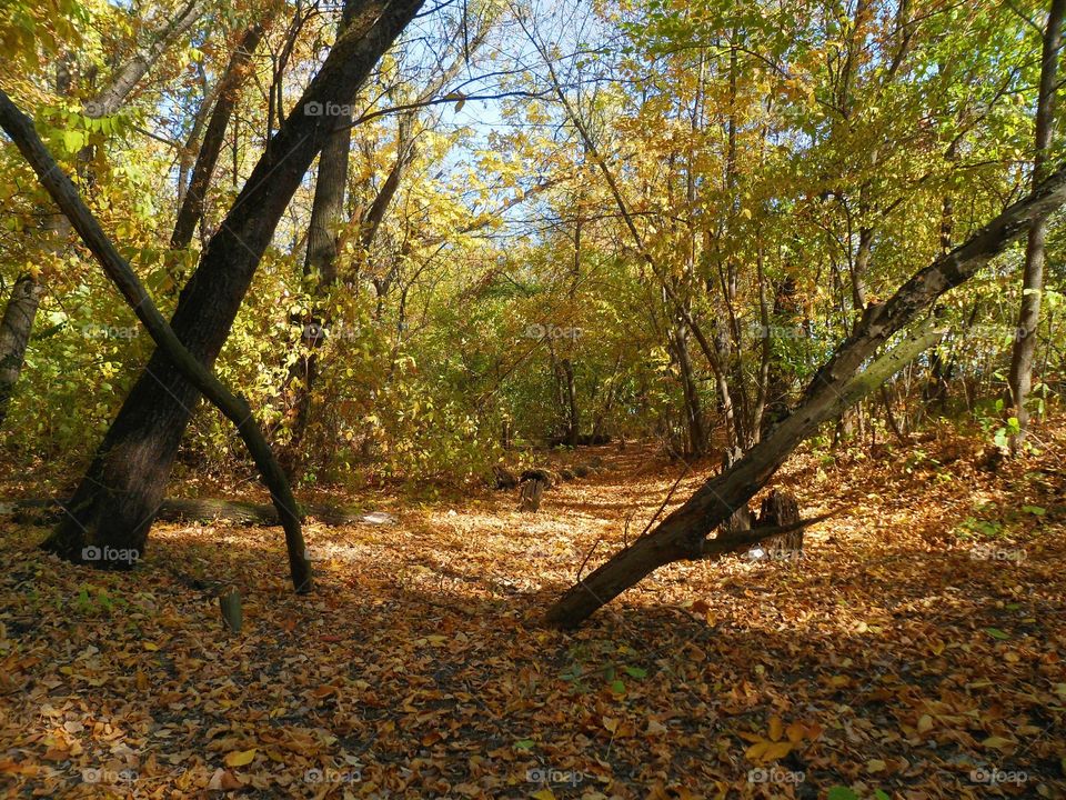 beautiful autumn forest, autumn 2016