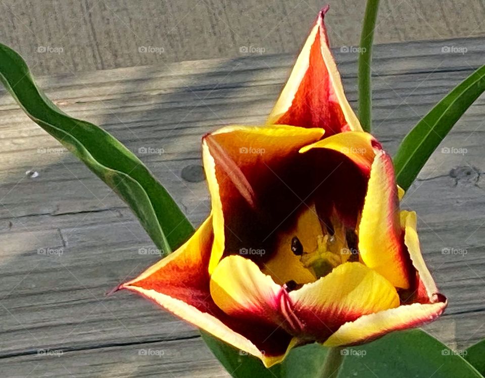 Tulip