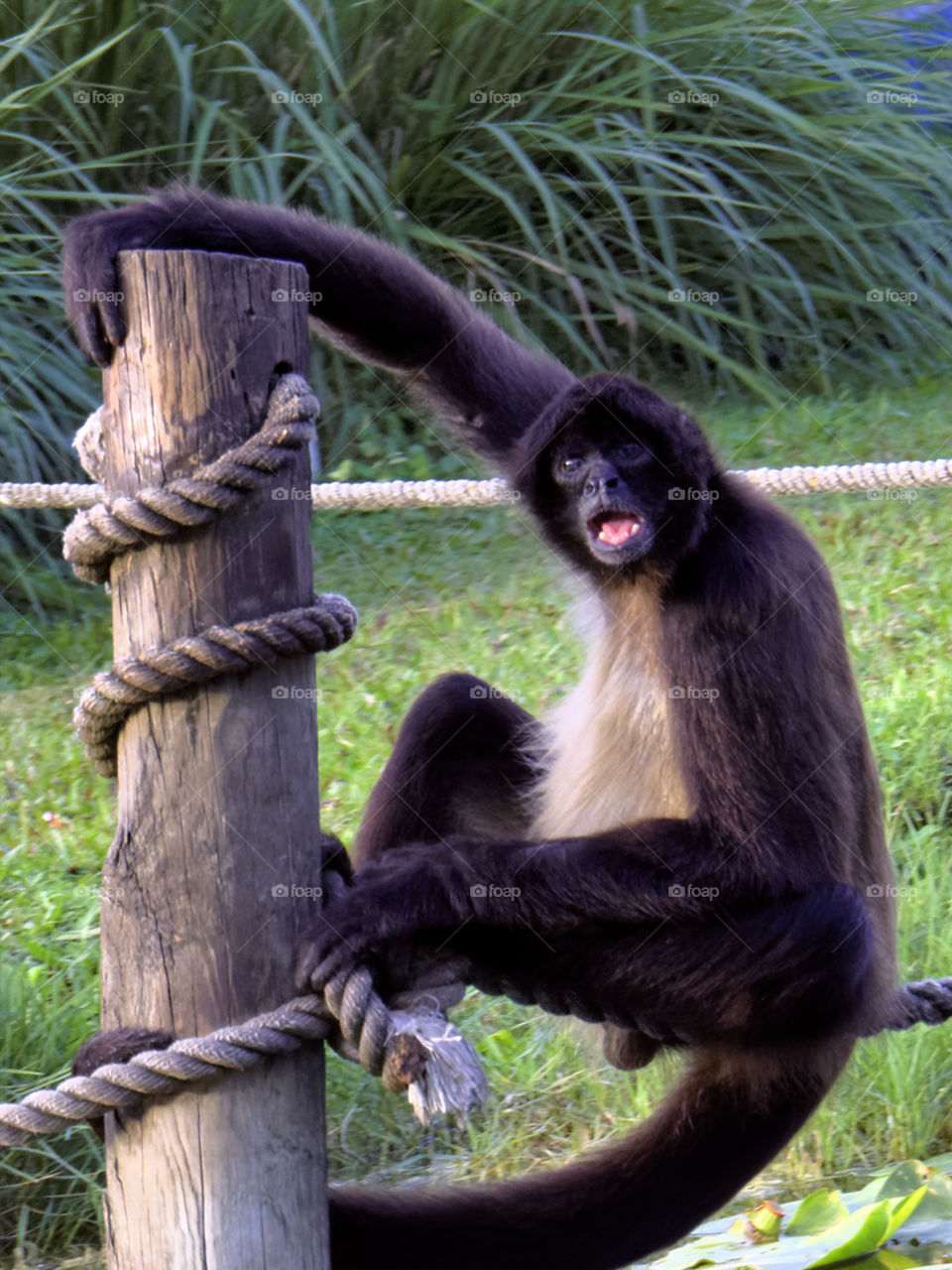 Spider Monkey. Spider Monkey hanging on to wood pole