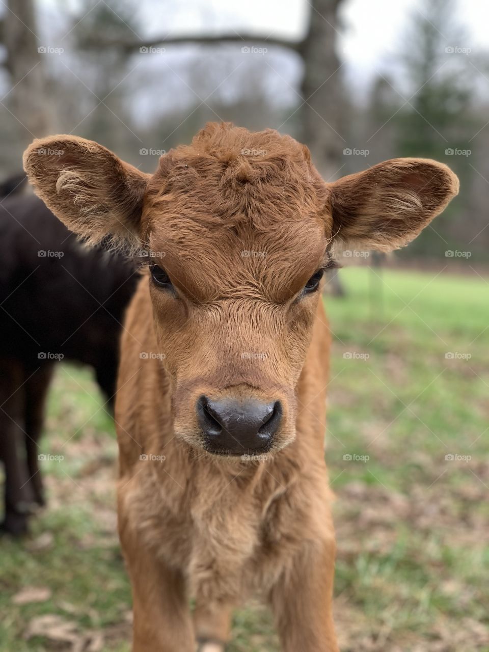 Pearl, the baby cow calf