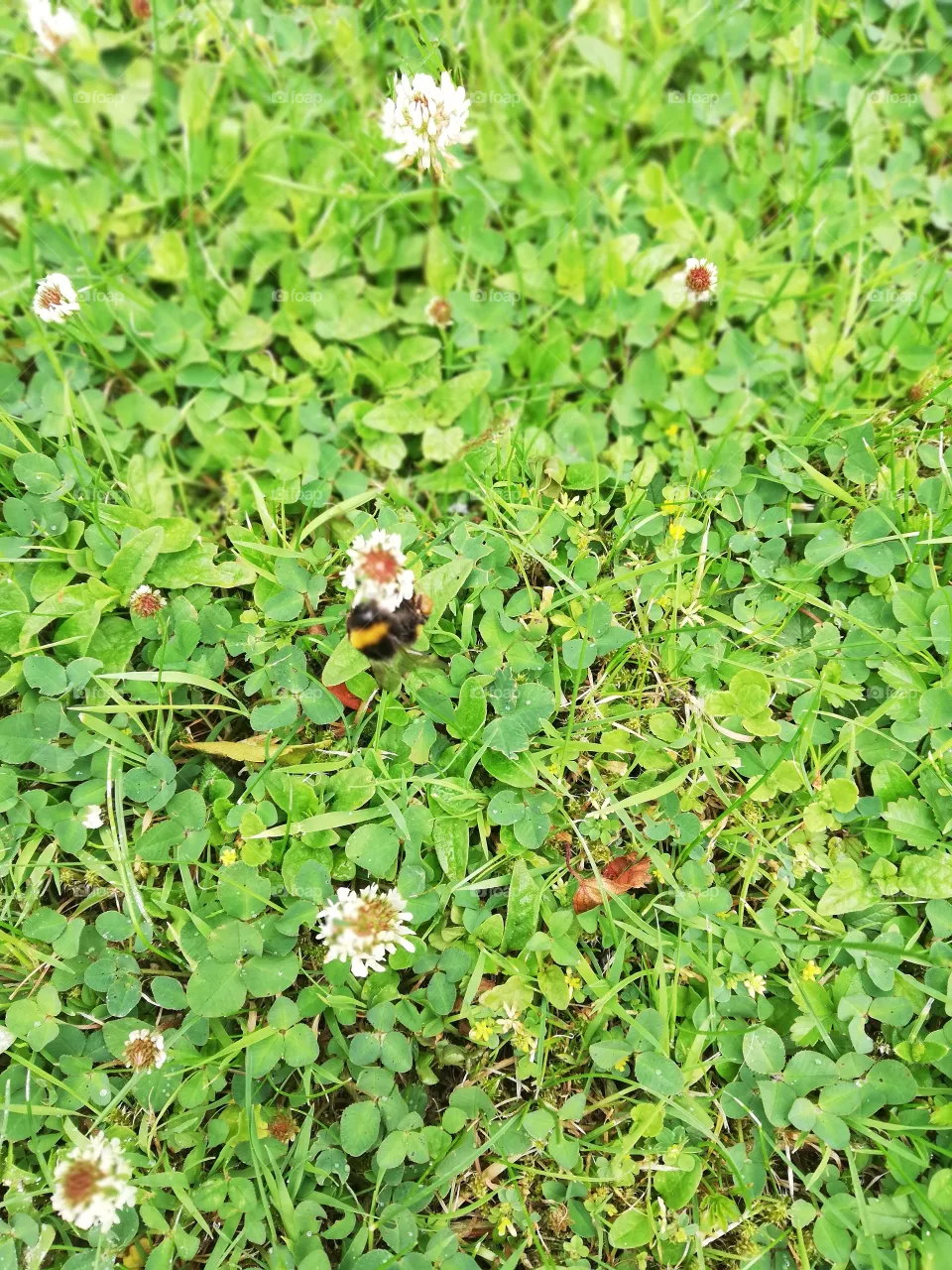 nature