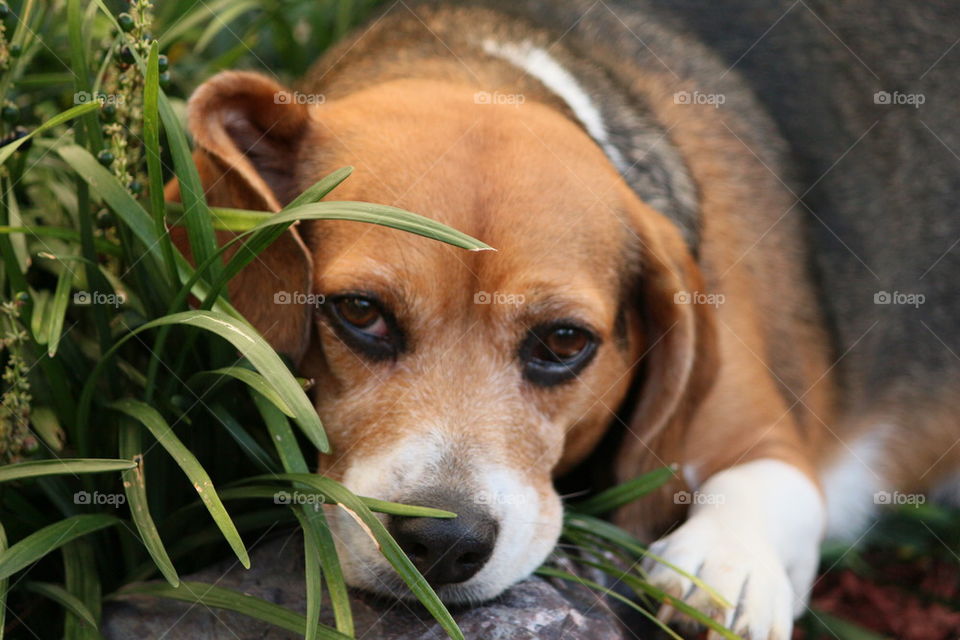 beagle love
