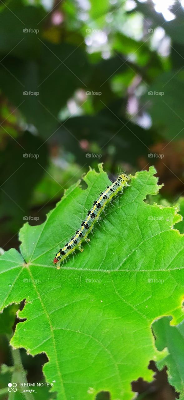 Might sound weird to some that I have caterpillars and butterflies as pets rather than the usual domestic animals and birds. Isn't it great to be unique? This is a White Tussok moth caterpillar. Ain't she pretty?