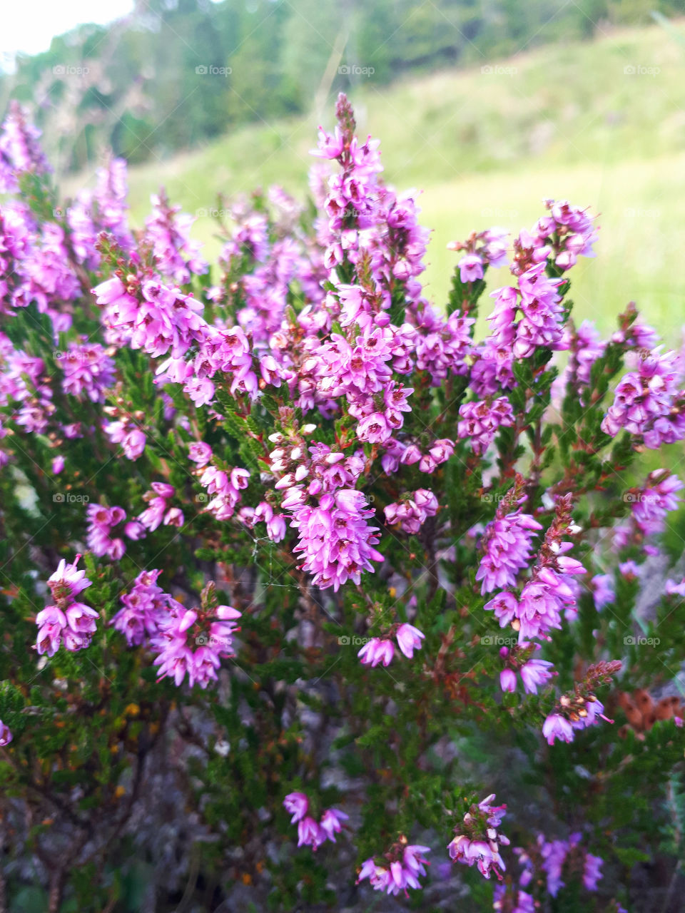 Pink Heather Flowers