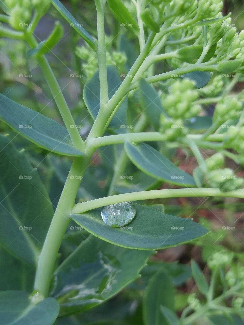 drop of rain on green sedum leaf