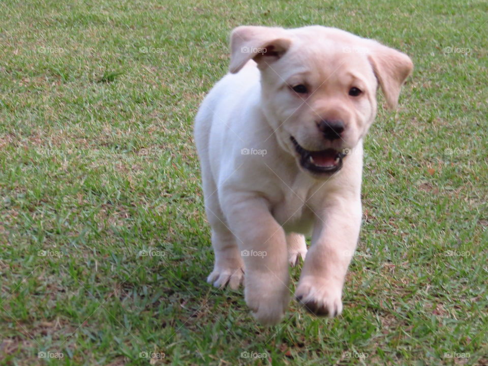 Puppy running 