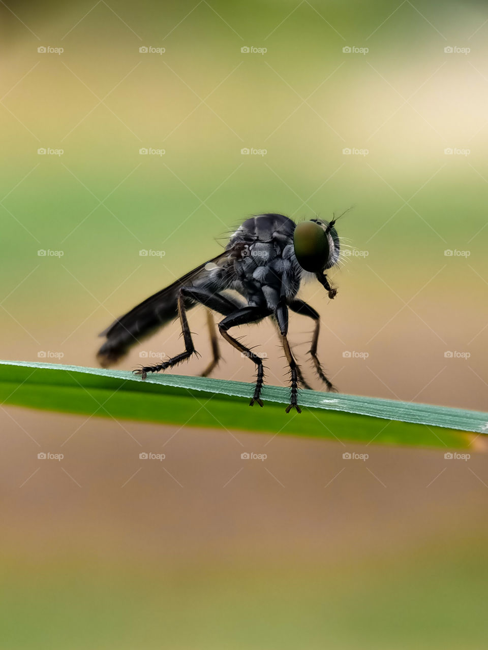 Food chain in nature. A robber fly is preying on aphids on the leaf of thatch. Are you an aphids? Be careful of it.