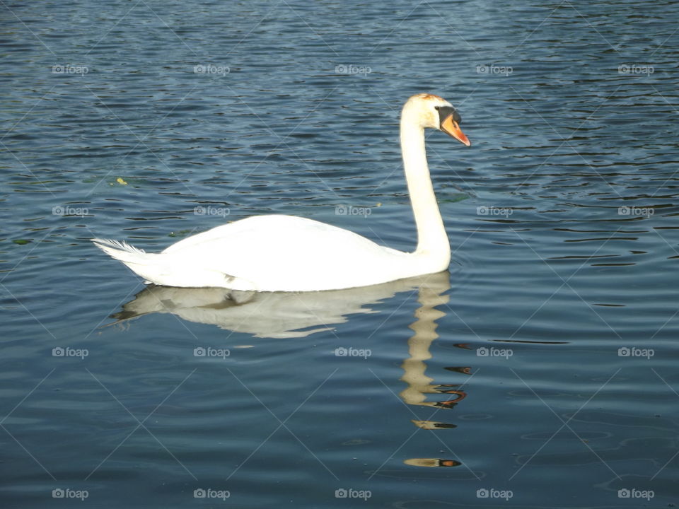 Swan Swimming