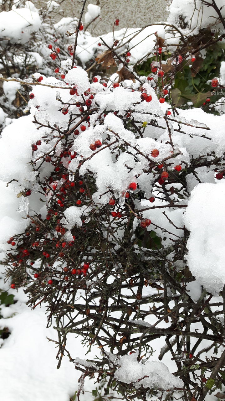 Winter berries