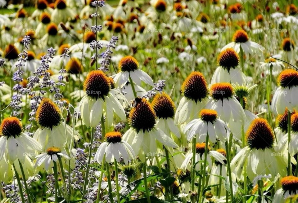 Echinacea