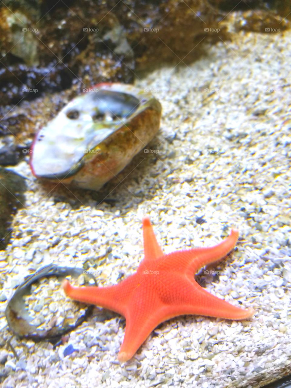 starfish