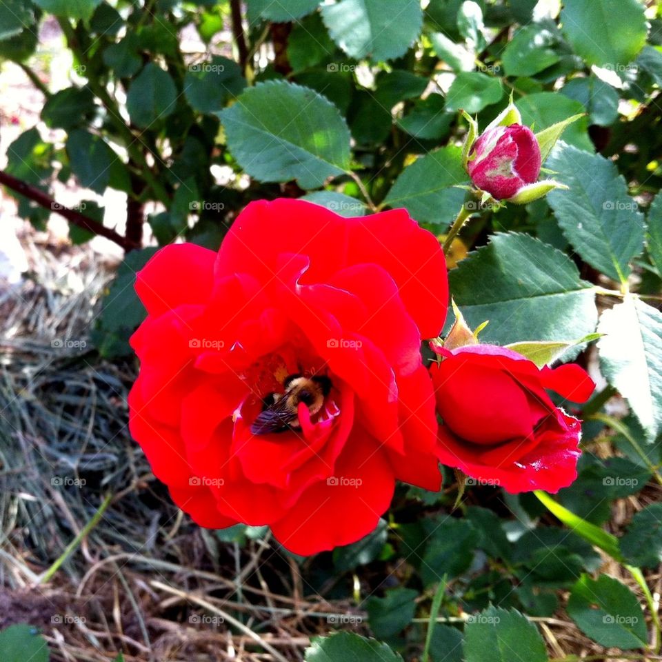 garden rose red rose pollinate by serenitykennedy