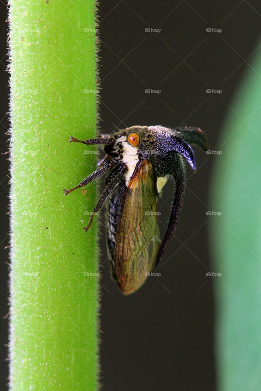 Treehopper sideview. 