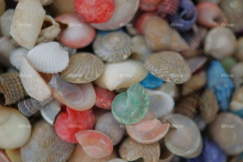 Seashells 