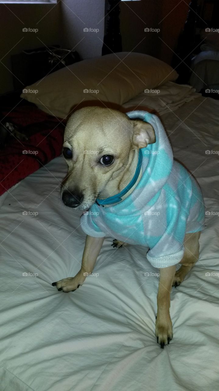 new  doggy sweater. sewn this fleece sweater for my dog  around march this year. he wasn't a happy camper..