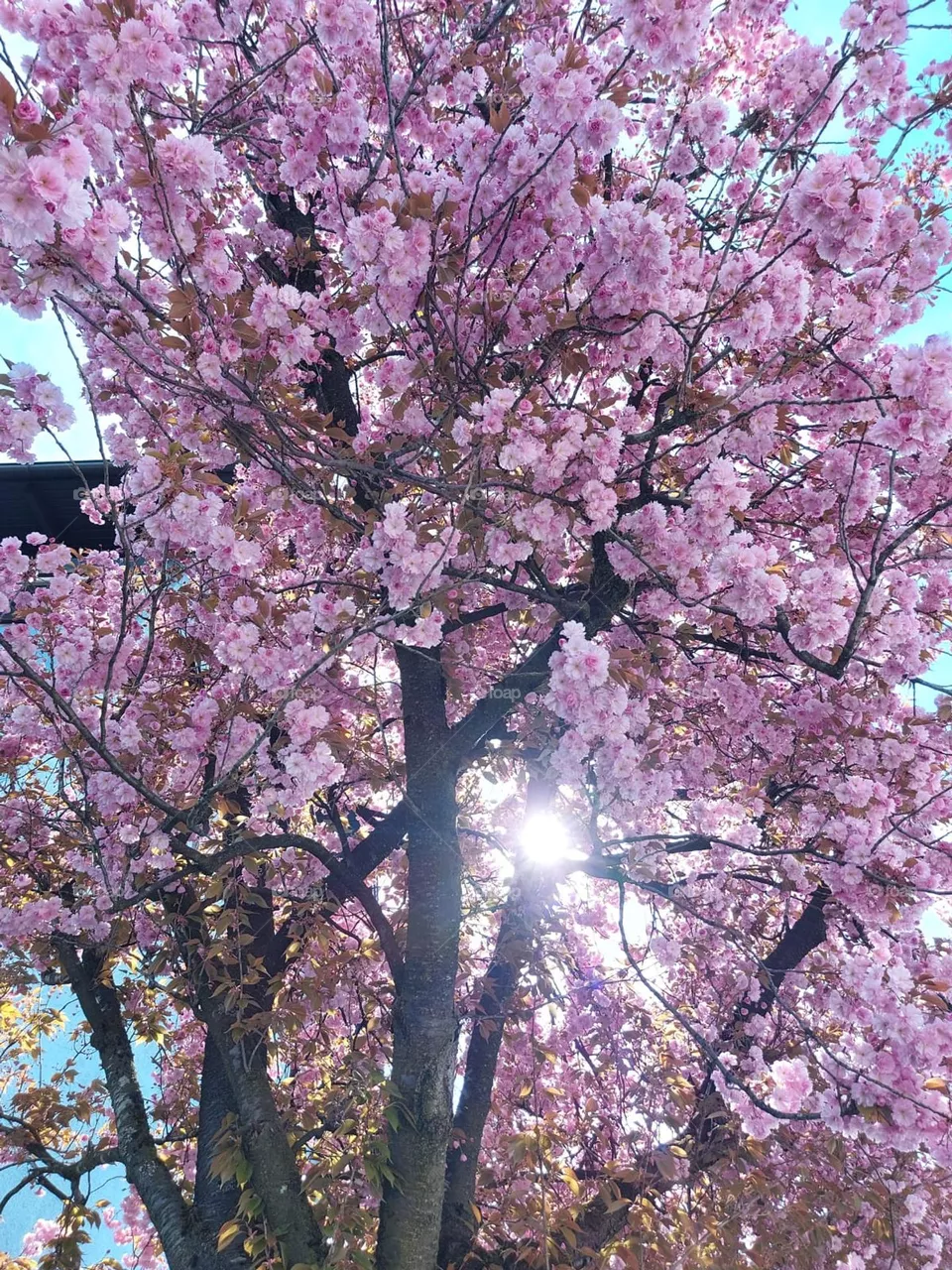 Frühling Baum Blüten 
