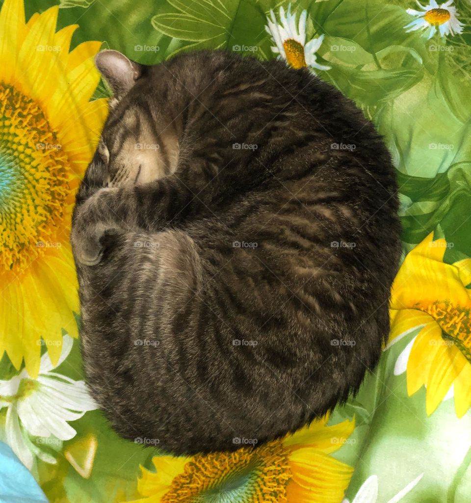 Cat circle 