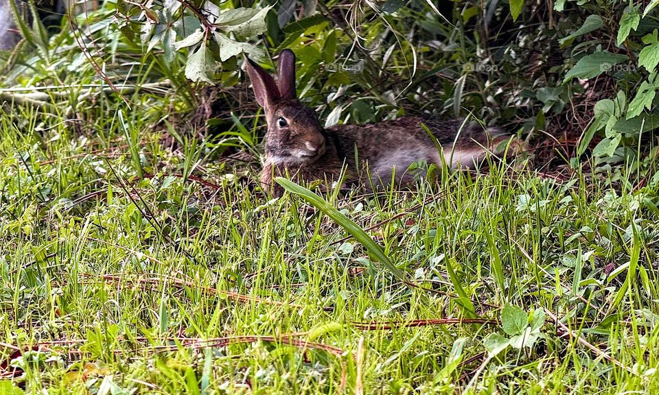 Rabbit cooling off on a hot day.