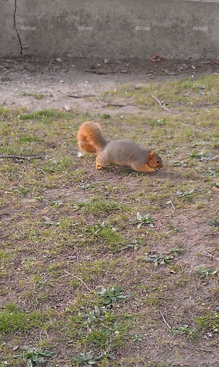 fat squirrel