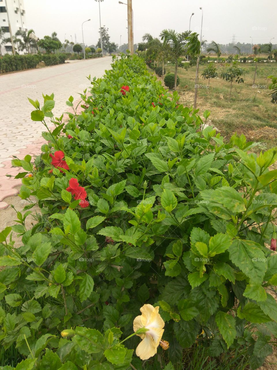 Red udhul flowers