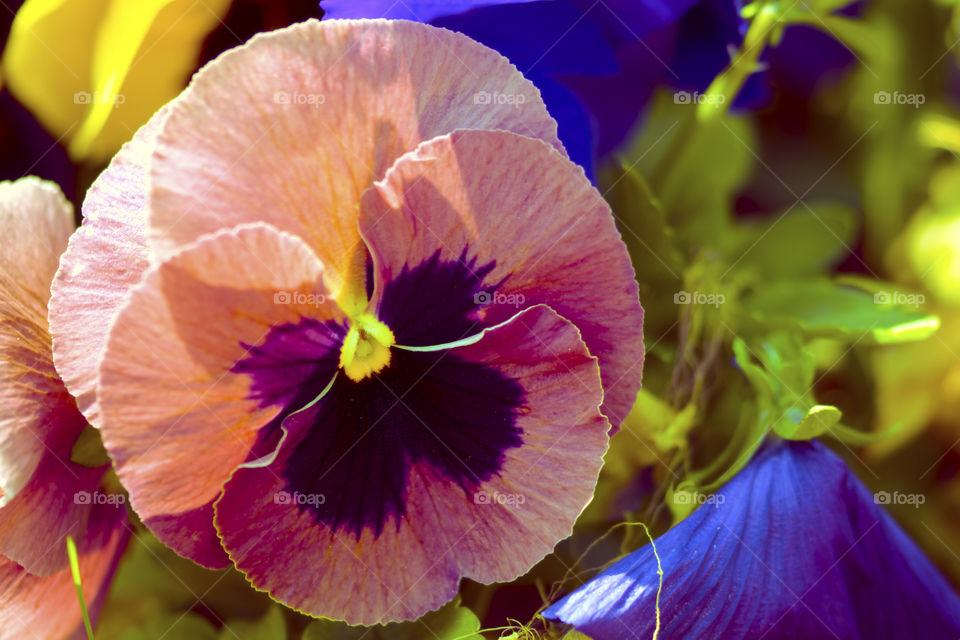 Colorful bunch of pansy flowers