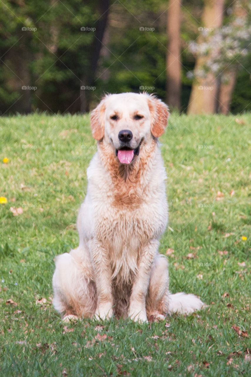 Golden retriever sitting outdoors