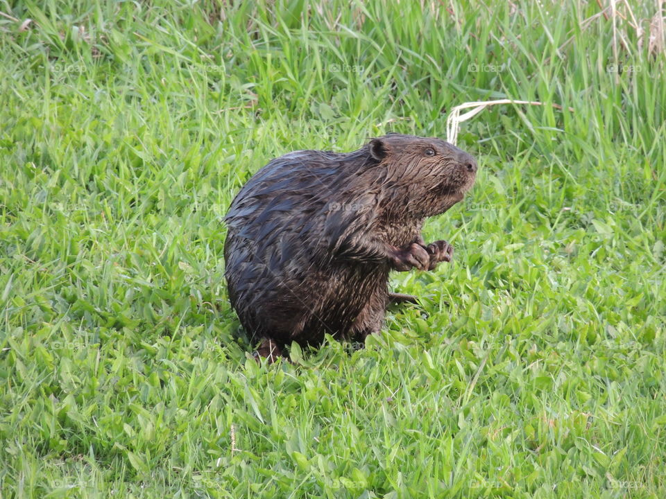 Canadian beaver..got caught eating my grass.