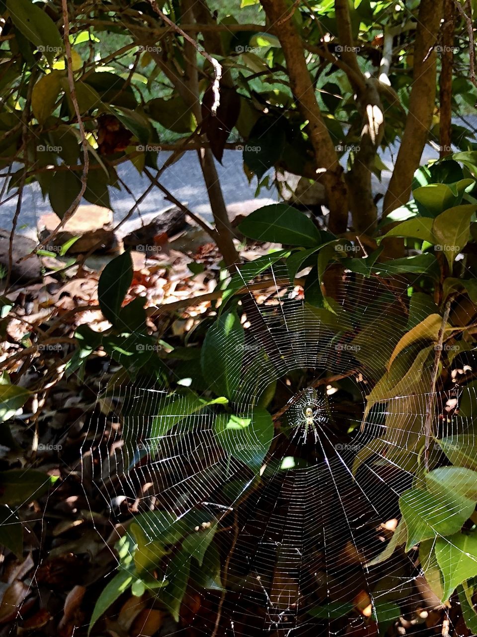 Sunlight on spiderweb under camellia bush