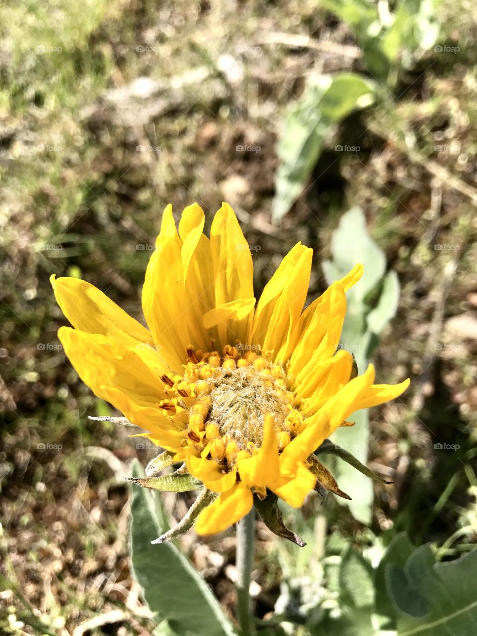 Happy sun flower