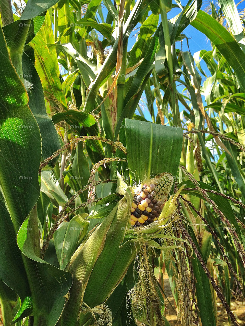 sky green weed blue by somebeach