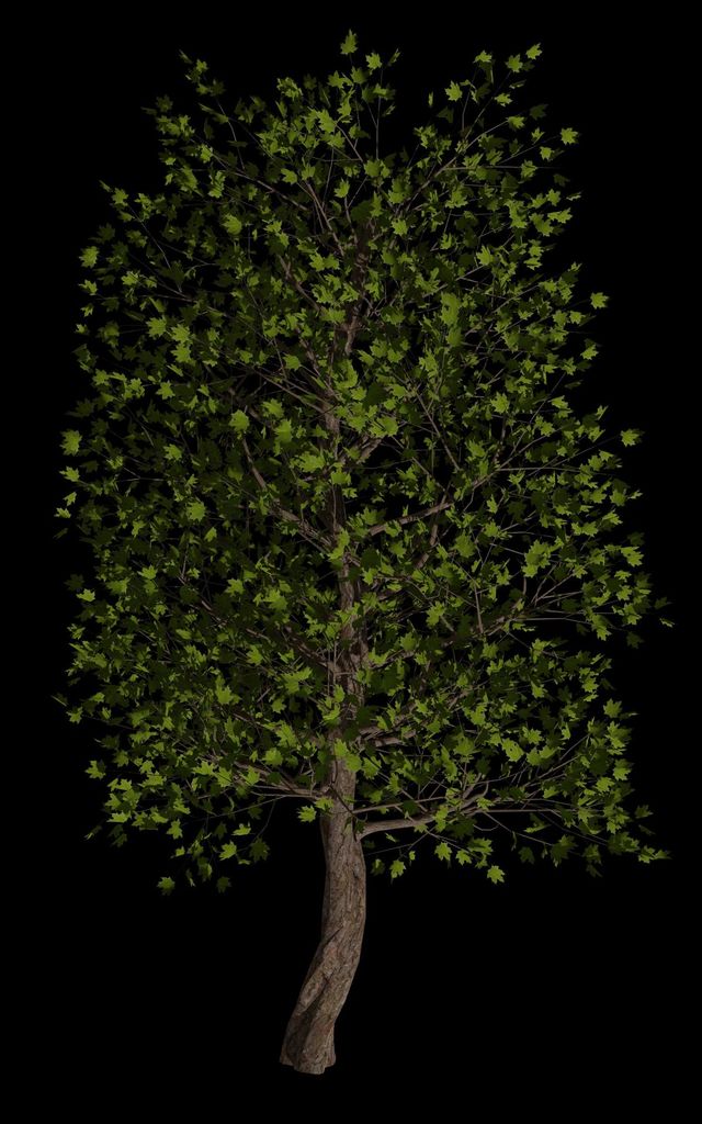 isolated tree