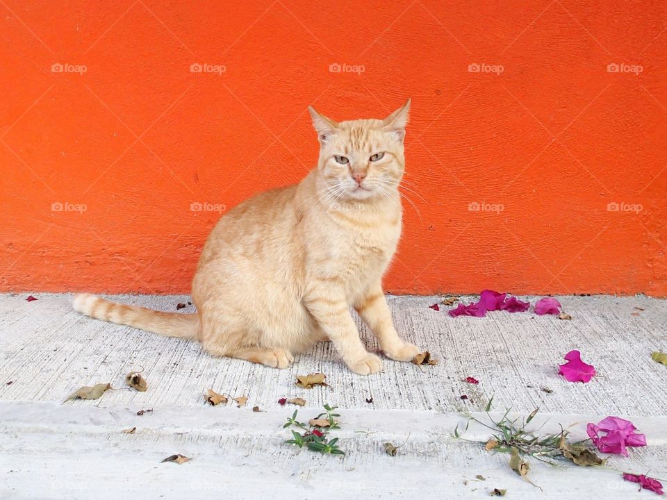 Mexico cat