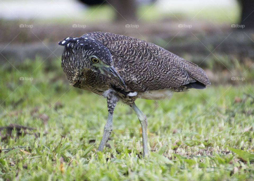 A night heron looking for prey in Taichung Park