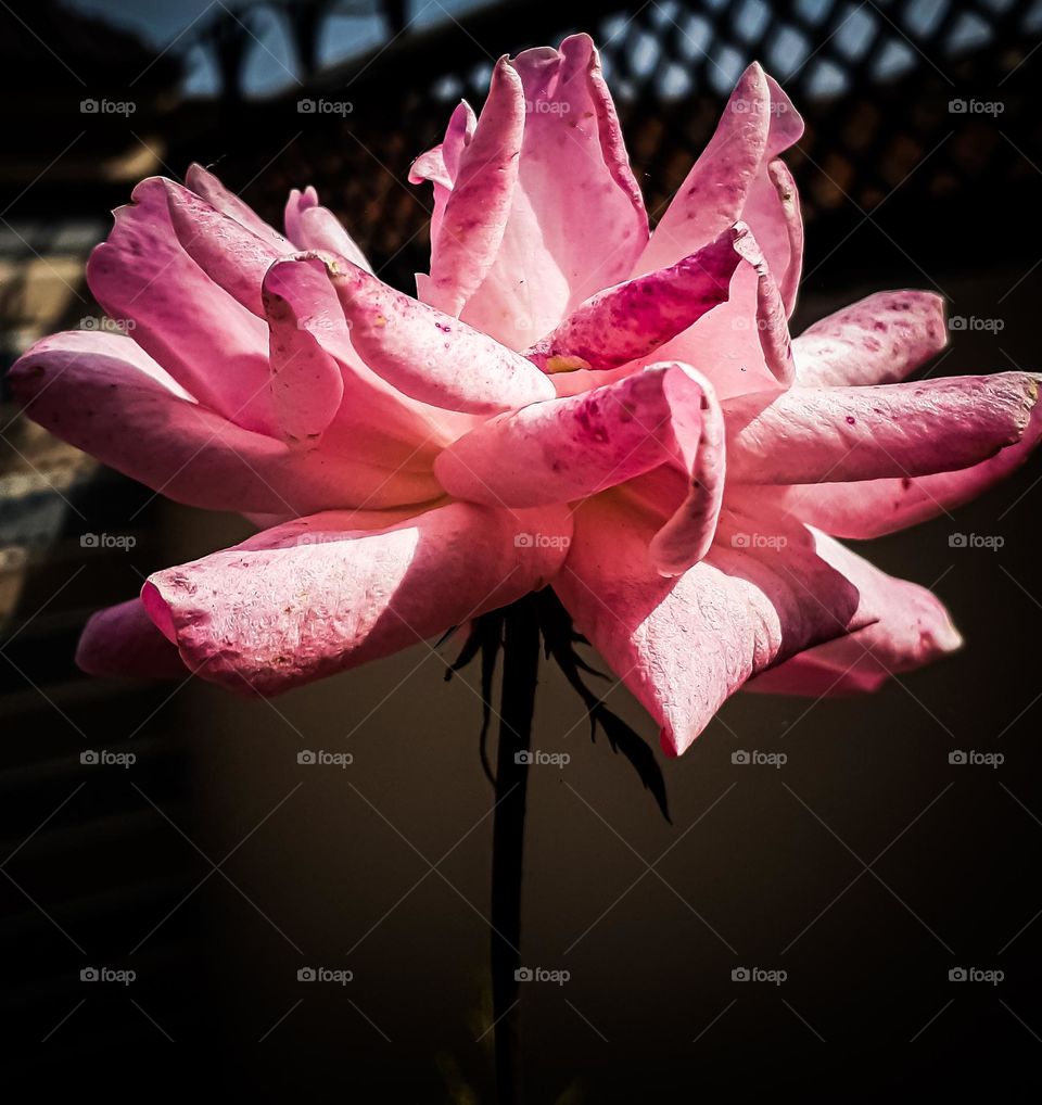 Beautiful pink flowers  🌸