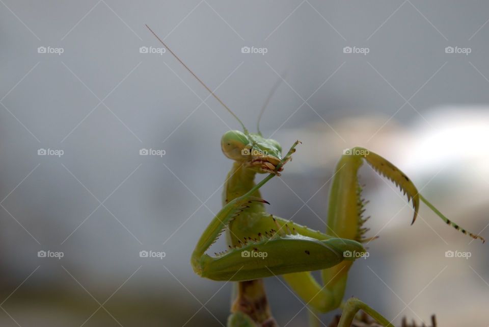 Mantis licking its leg