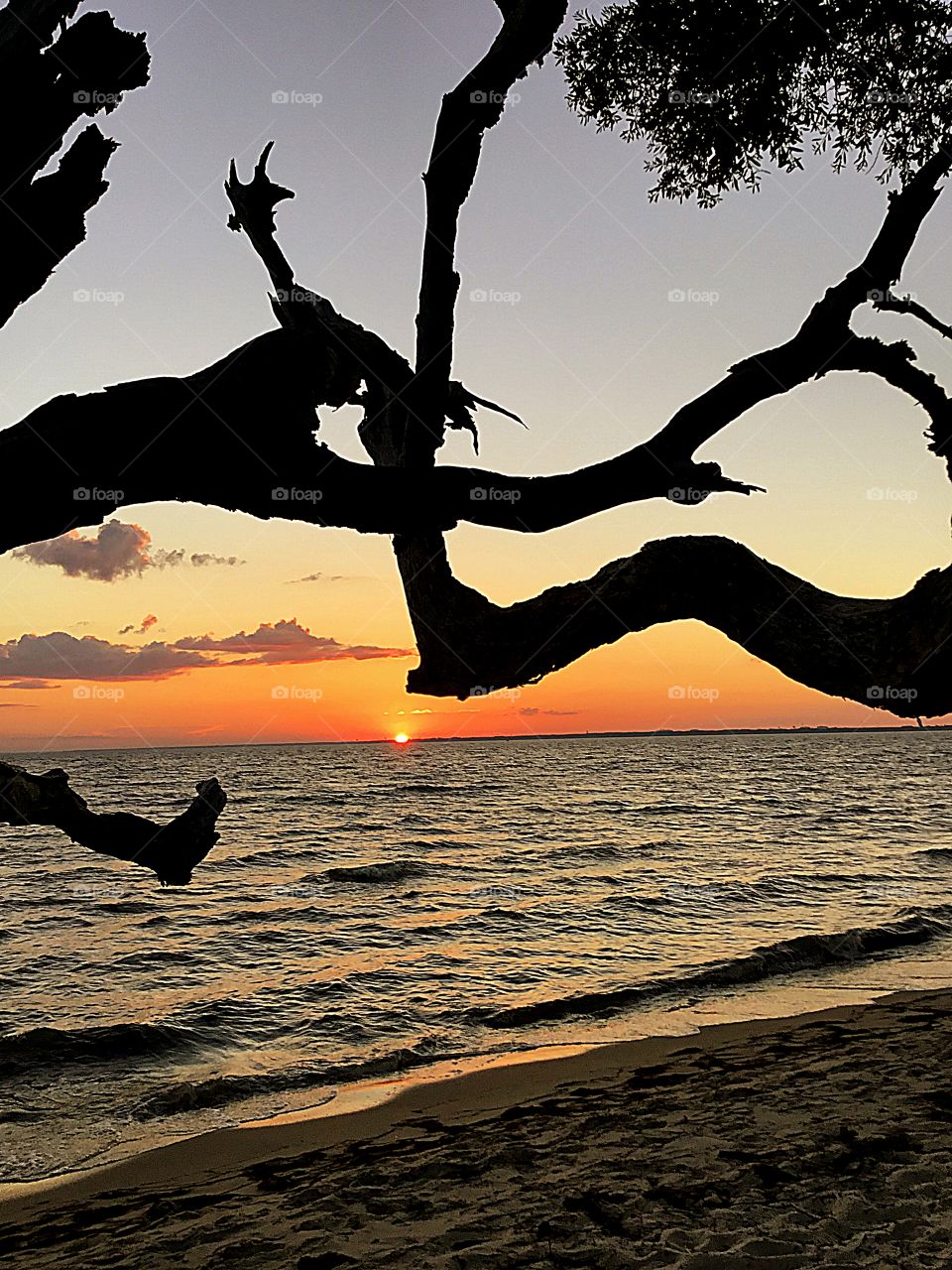 Sunset under the trees