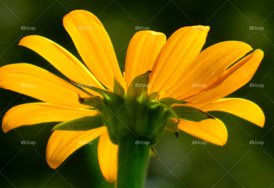 Golden Glitter. These Mexican Sunflowers attract many colorful butterflies like Giant Swallowtails,hummingbirds,bees,andFritillaries.