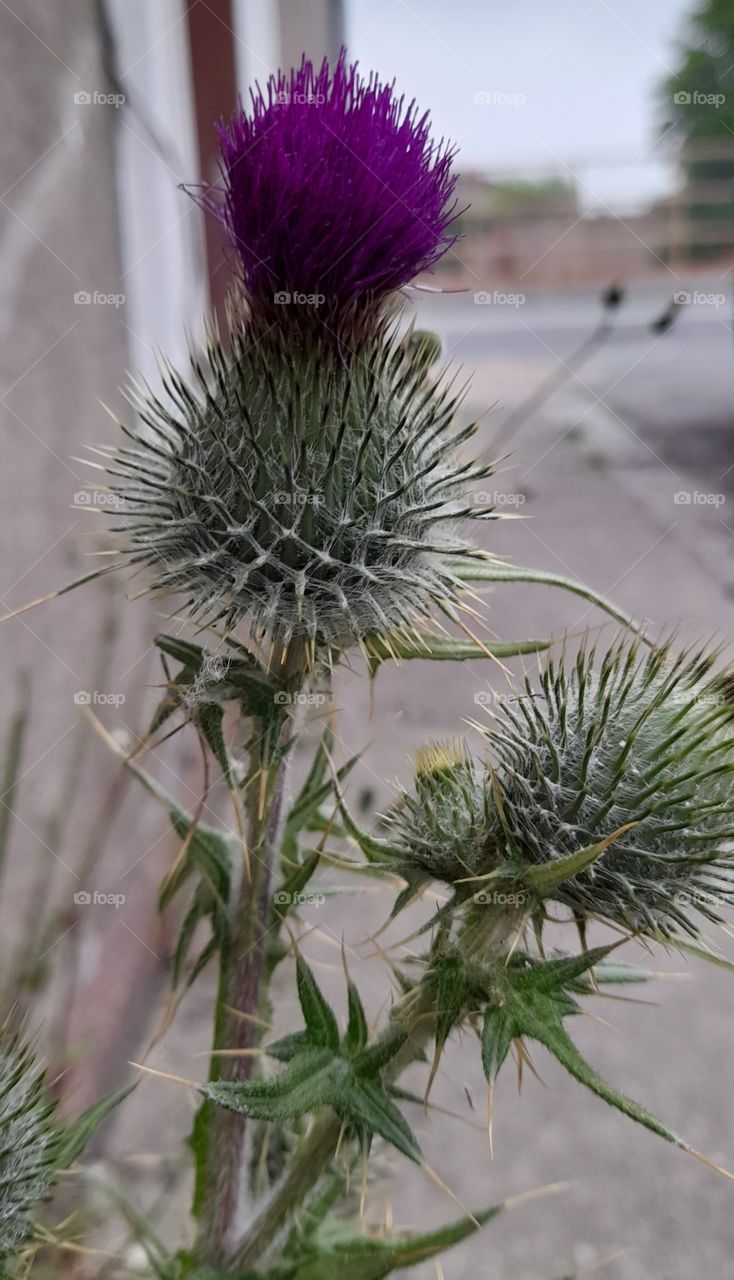 Beautiful thistle, summer purple flowers