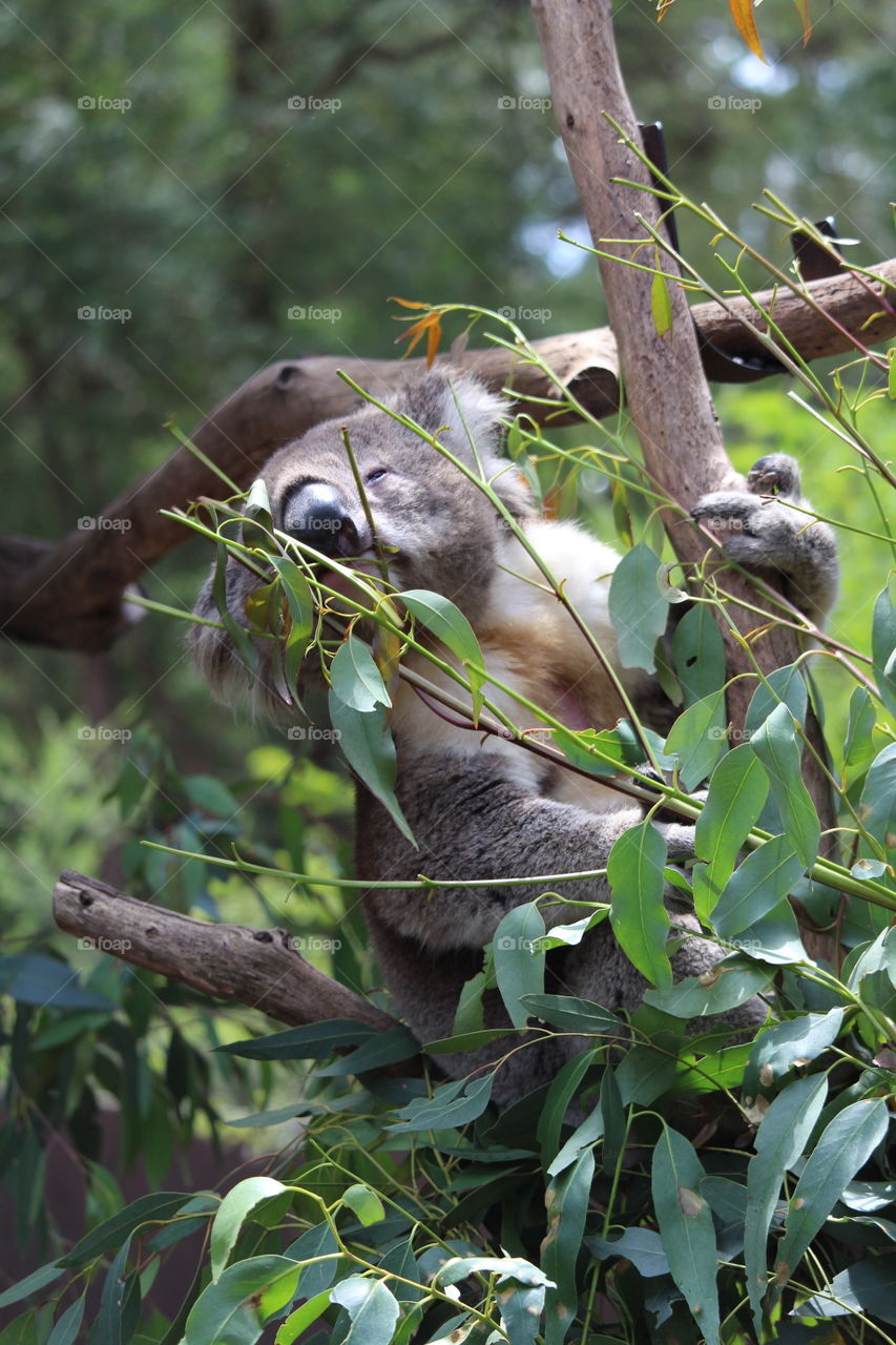 Koala enjoying a munch on Eucalyptus leaves