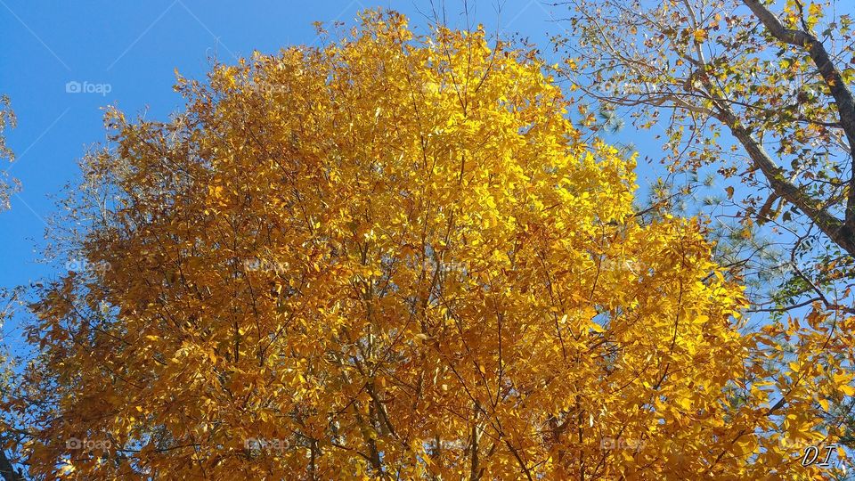 Fall, Leaf, Tree, Season, Branch