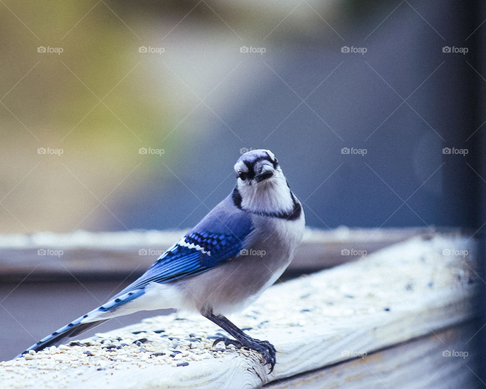 Blue jay eating a seed
