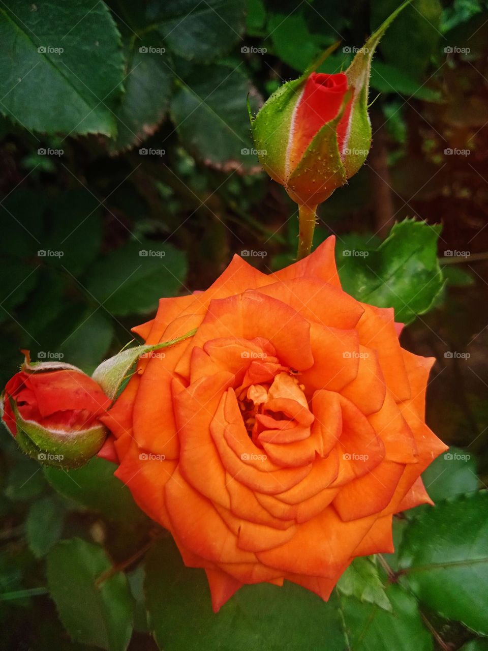 Orange roses.